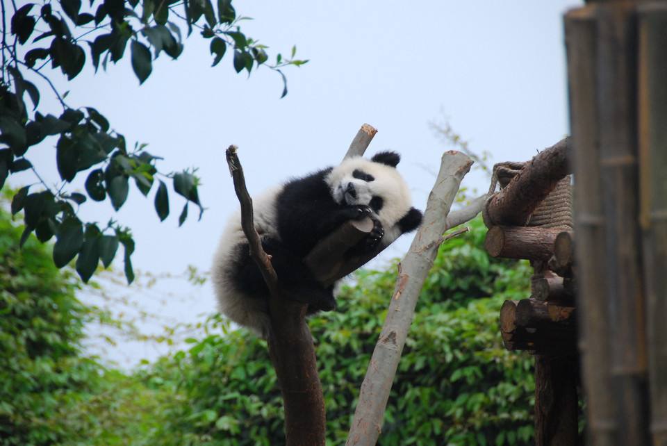 Cultura y Panda de China（11 días）