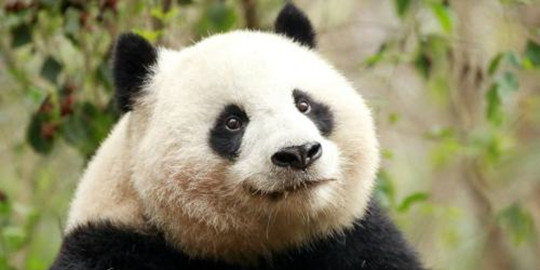 Viajes Chengdu