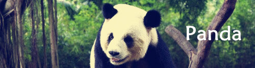 China Panda Tours